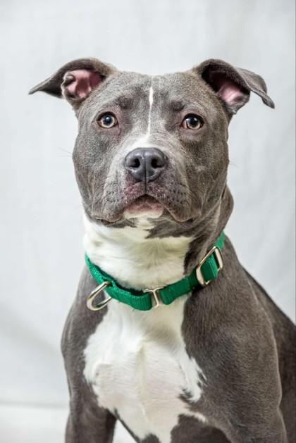 Enlarge Trooper, a Adoptable mixed breed in Wantagh, NY image 2/2