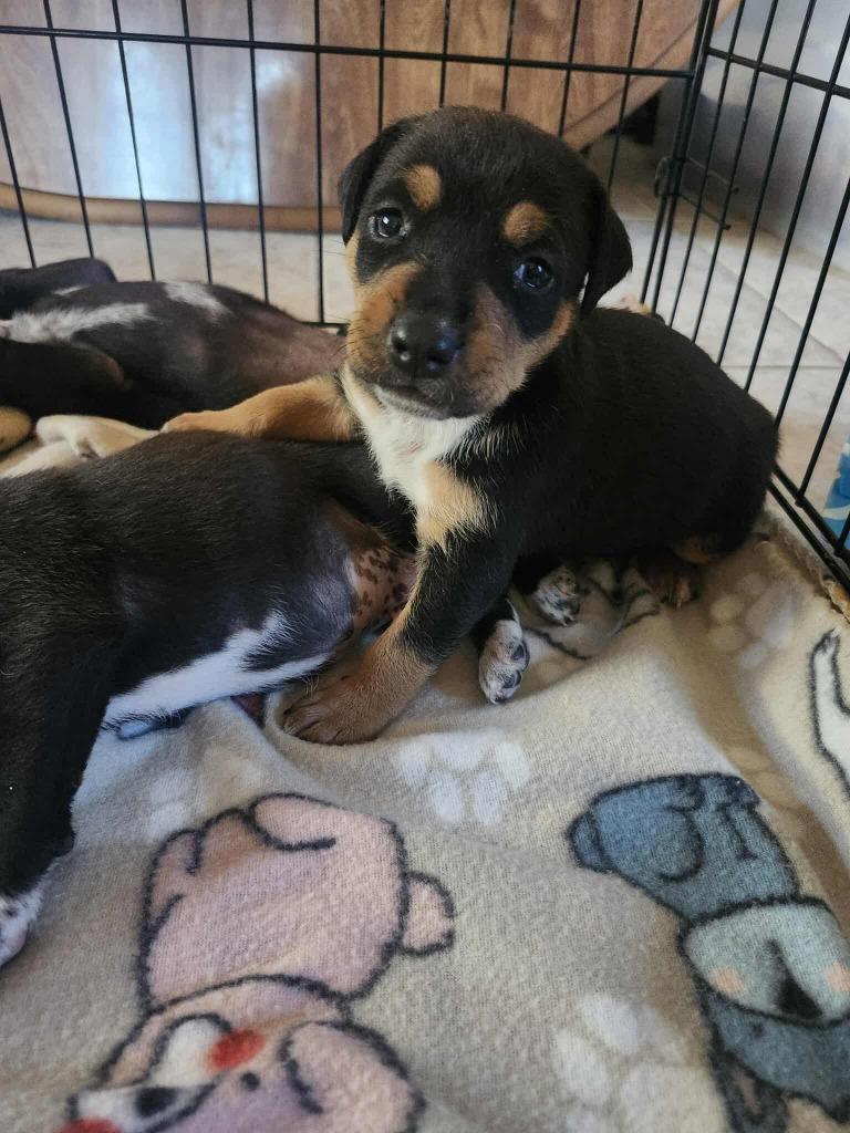 Enlarge Tiger Lily, a Adoptable mixed breed in Mesa, AZ image 1/3