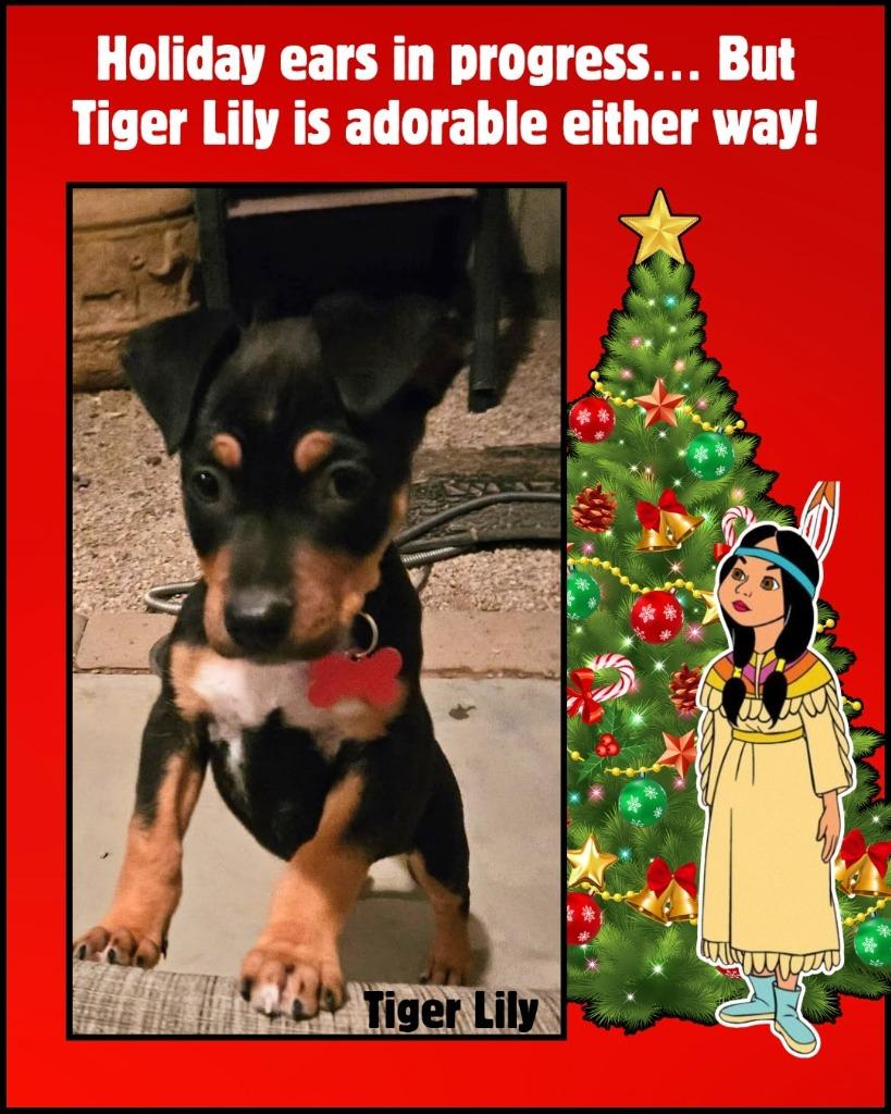 Enlarge Tiger Lily, a Adoptable mixed breed in Mesa, AZ image 2/3