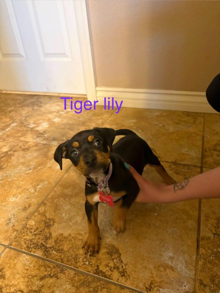 Enlarge Tiger Lily, a Adoptable mixed breed in Mesa, AZ image 3/3