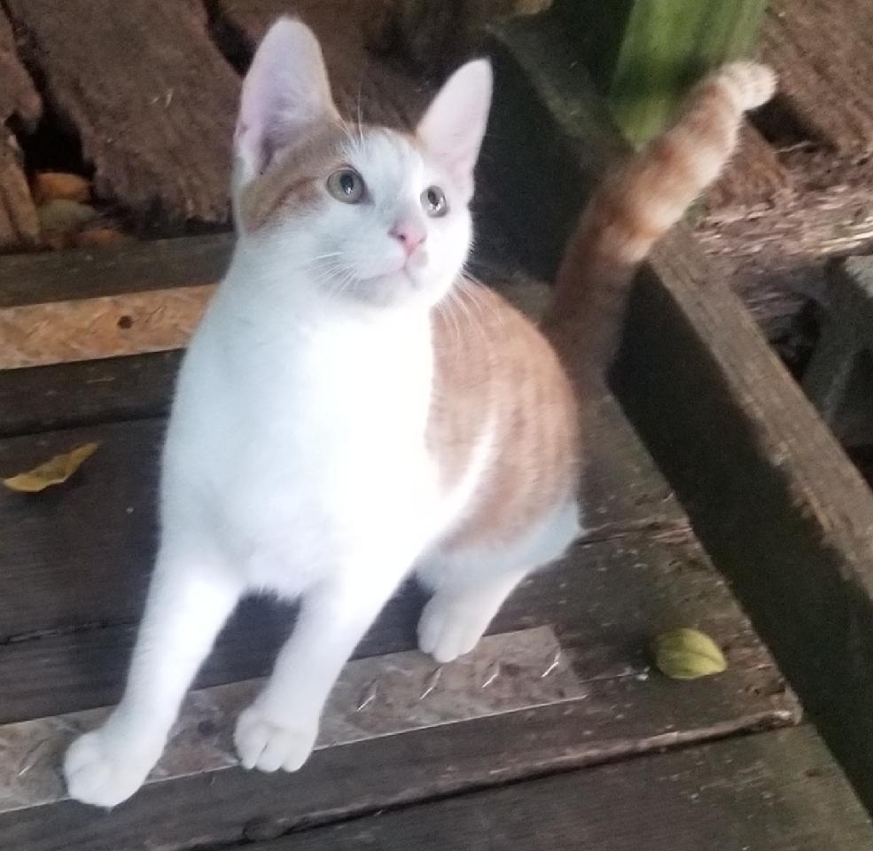 Toby, a Adoptable mixed breed in Monroe, TN image 1/6