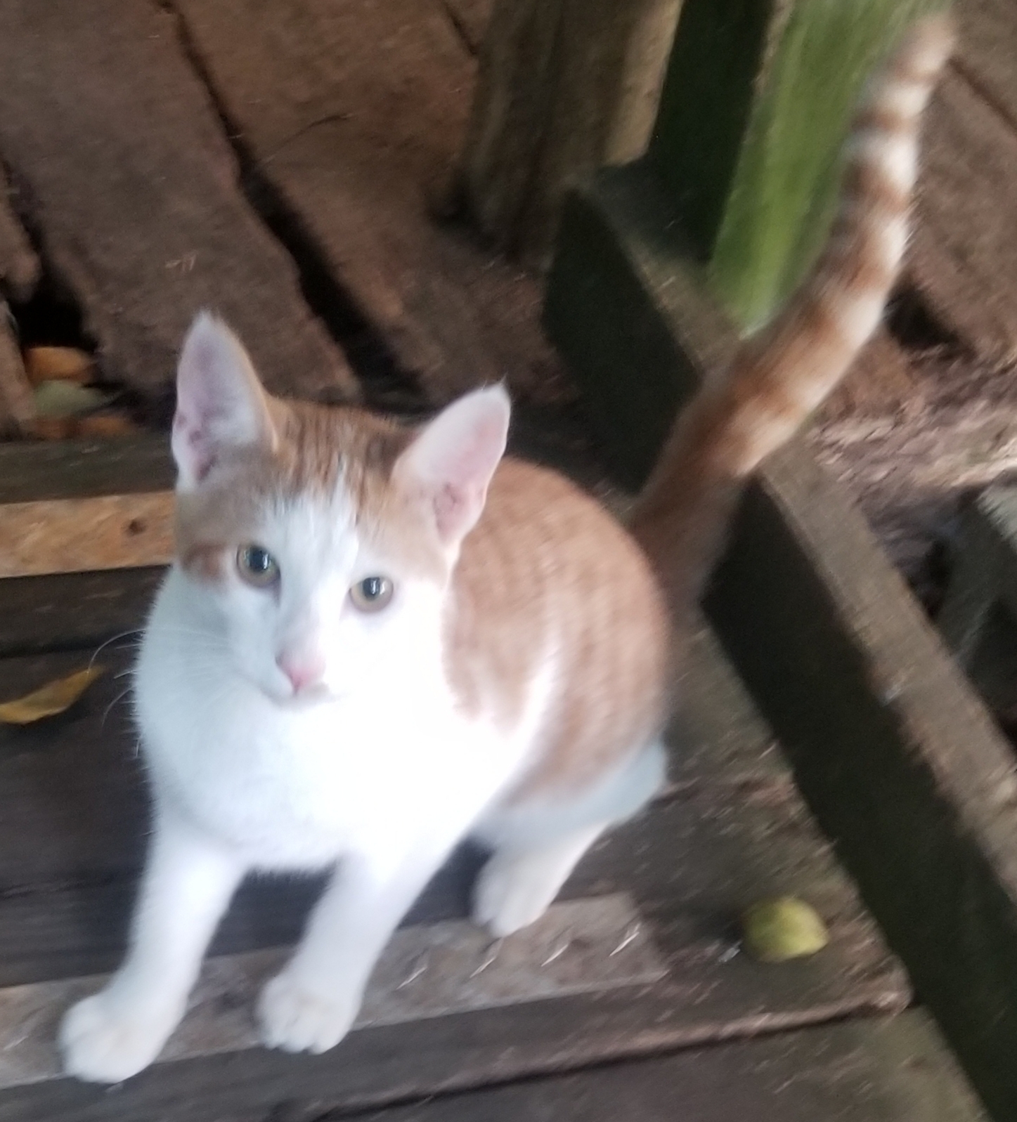 Toby, a Adoptable mixed breed in Monroe, TN image 2/6