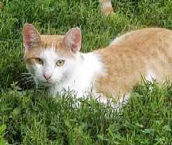 Toby, a Adoptable mixed breed in Monroe, TN image 3/6