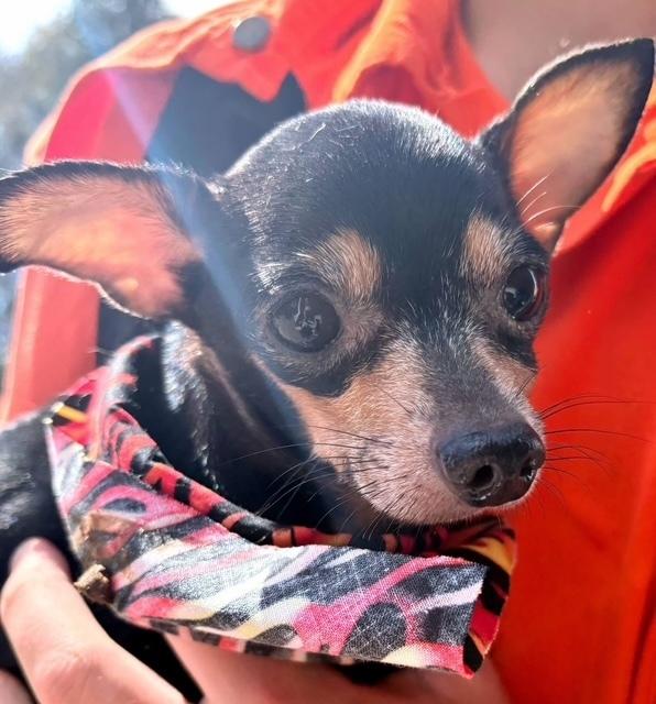 Cody, Adoptable, Senior Male Chihuahua.