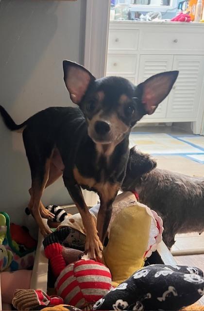 Enlarge Cody, a Adoptable mixed breed in Milton, GA image 2/3