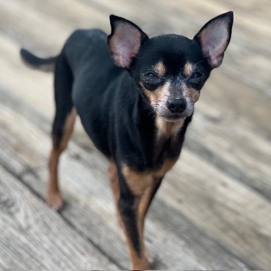 Cody, a Adoptable mixed breed in Milton, GA image 2/3