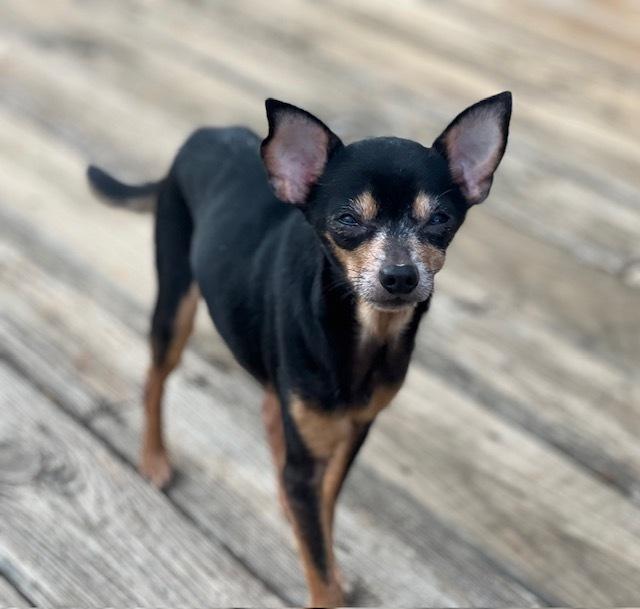 Enlarge Cody, a Adoptable mixed breed in Milton, GA image 3/3