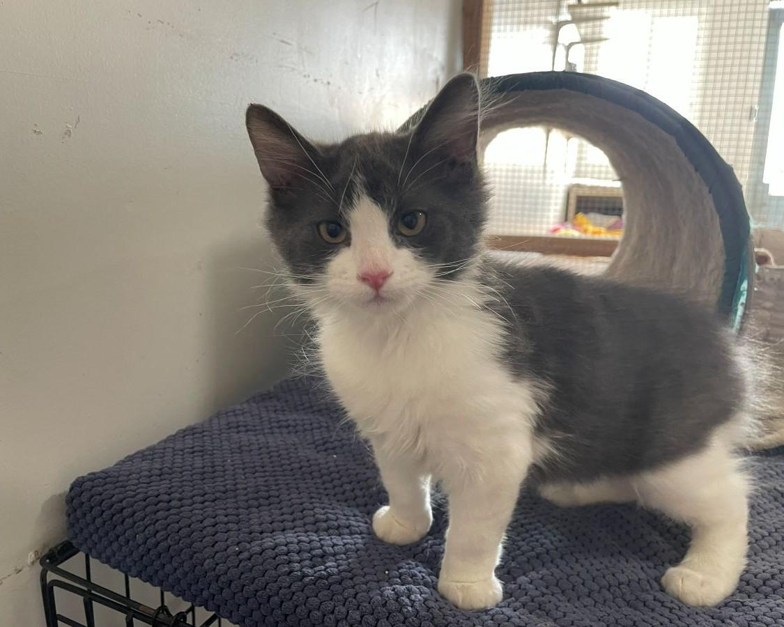 Enlarge Leon, an adopted Domestic Medium Hair in Midway City, CA image 4/4
