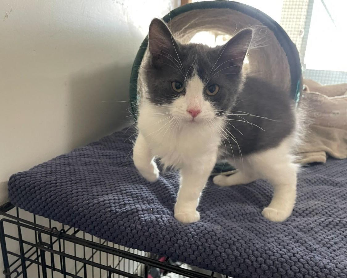 Leon, adopted, Kitten Male Domestic Medium Hair.