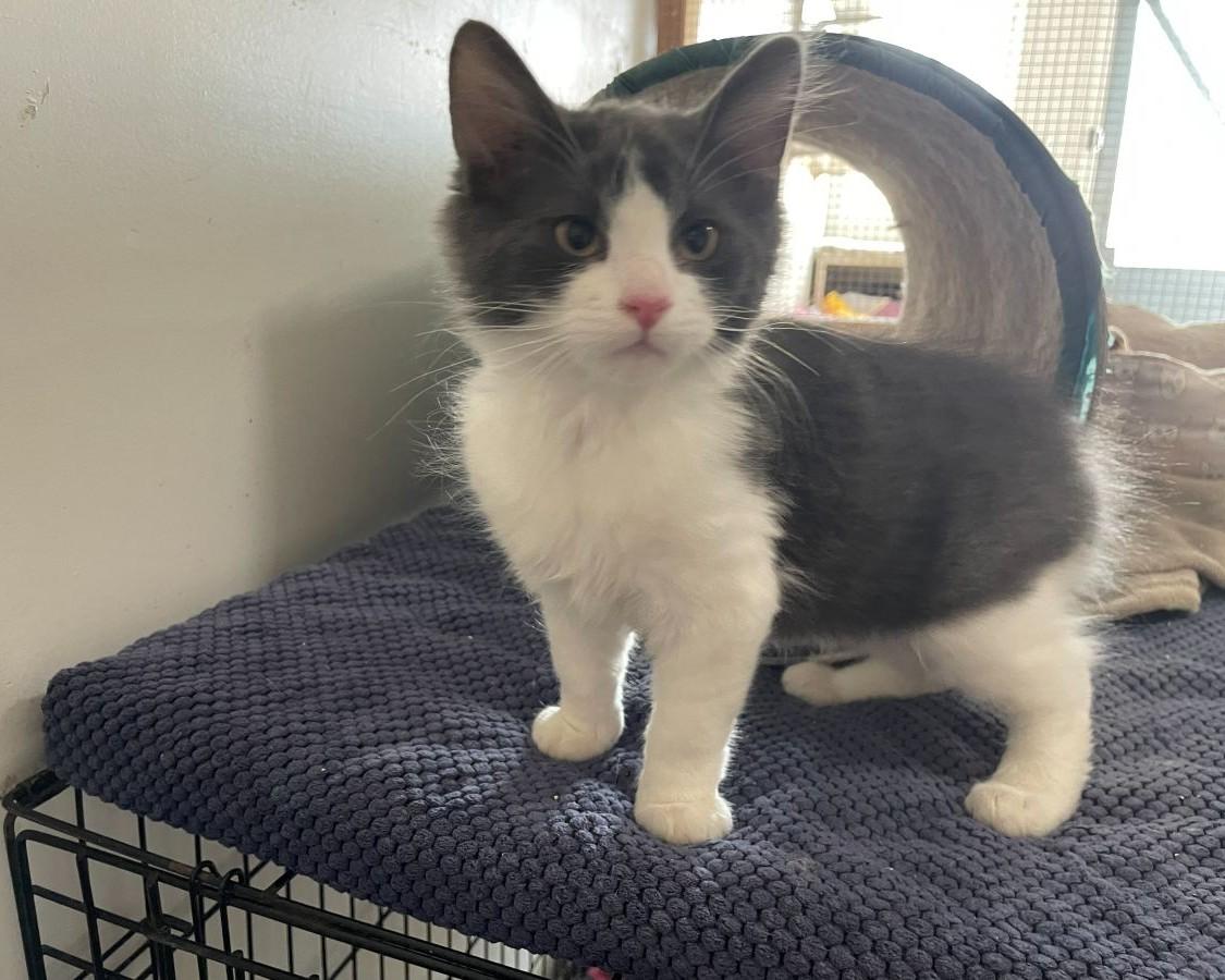 Enlarge Leon, an adopted Domestic Medium Hair in Midway City, CA image 3/4