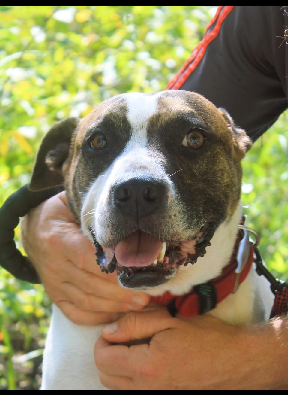 Enlarge Buddy, a Adopted mixed breed in Rutherfordton, NC image 2/5