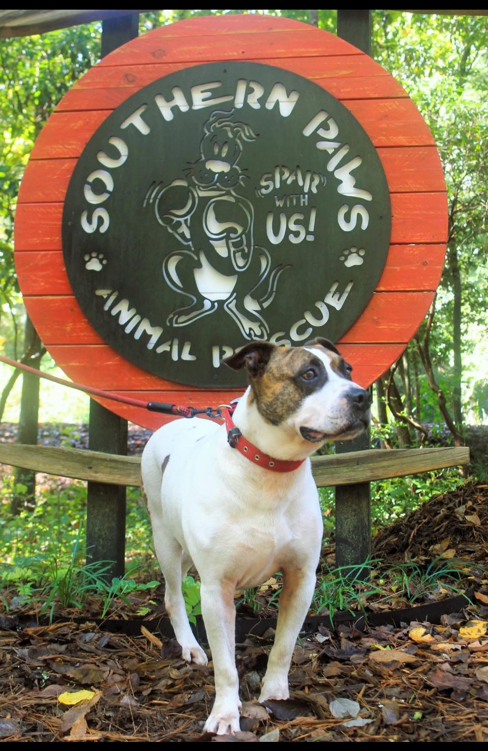 Enlarge Buddy, a Adopted mixed breed in Rutherfordton, NC image 3/5