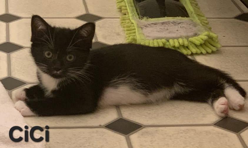 Enlarge CiCi, a Adoptable Domestic Short Hair in Euclid, OH image 1/1