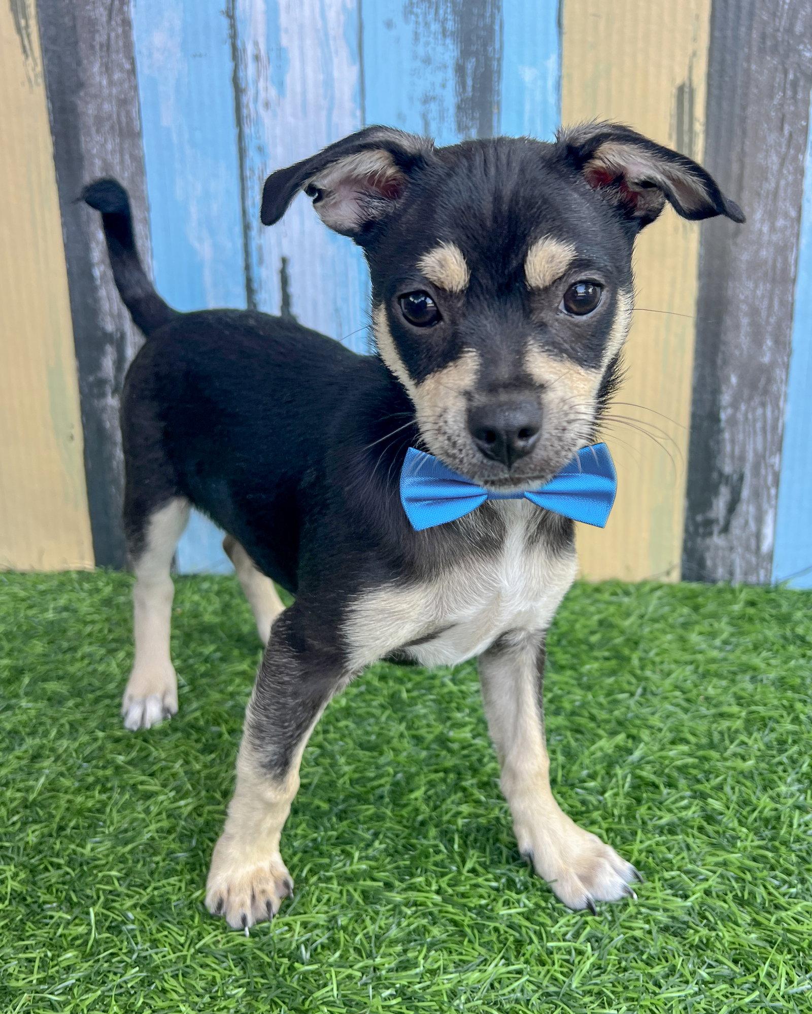 Odie, Adoptable, Puppy Male Chihuahua.