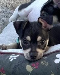 Enlarge Odie, a Adoptable Chihuahua in Corona, CA image 2/3
