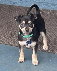 Enlarge Odie, a Adoptable Chihuahua in Corona, CA image 3/3