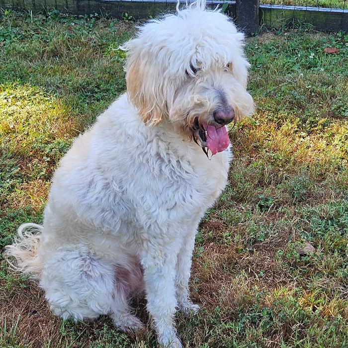 Nova, Adoptable, Adult Female Goldendoodle.