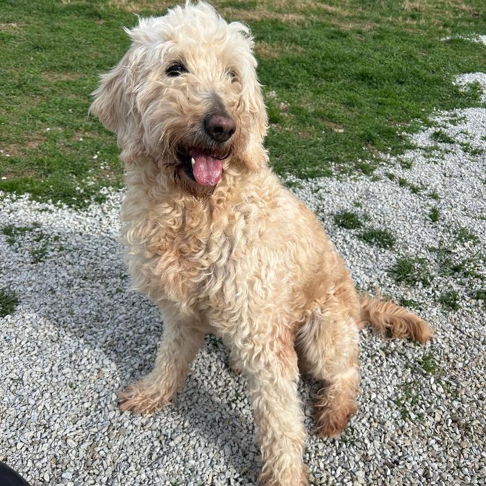 Nova #6931, Adoptable, Adult Female Goldendoodle.