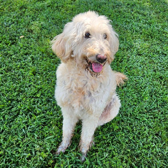 Enlarge Nova #6931, a Adoptable mixed breed in Louisville, KY image 2/6