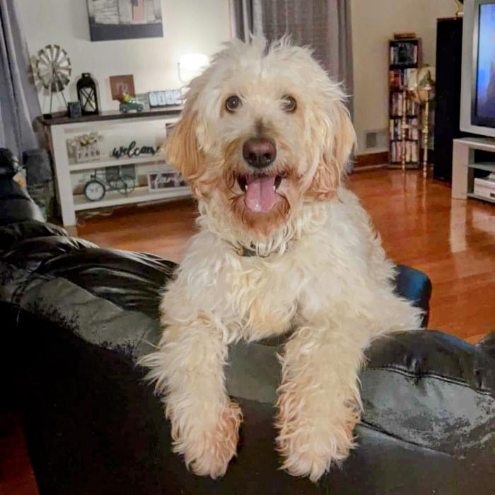 Enlarge Nova #6931, a Adoptable mixed breed in Louisville, KY image 4/6