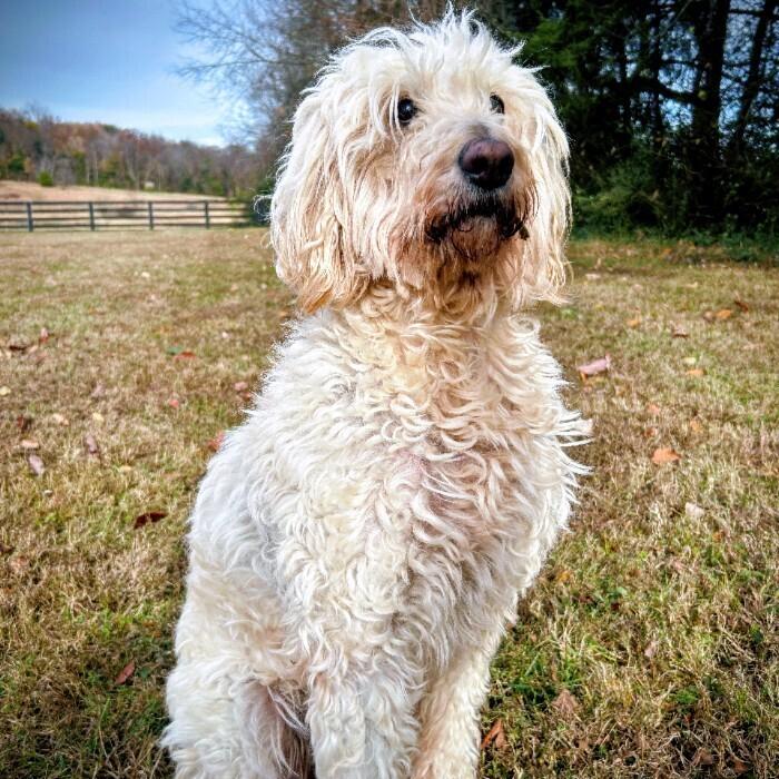 Enlarge Nova #6931, a Adoptable mixed breed in Louisville, KY image 5/6