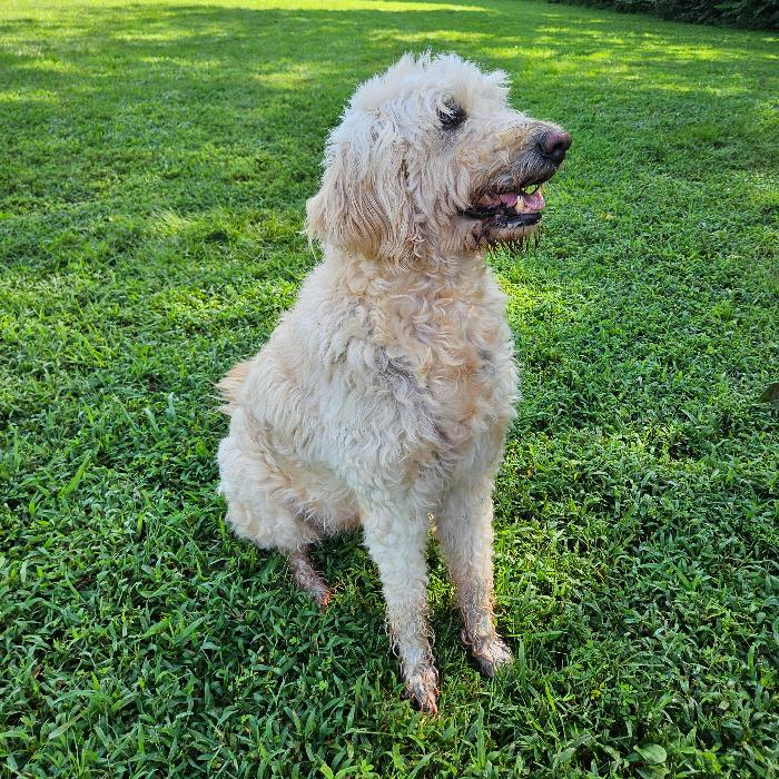 Enlarge Nova #6931, a Adoptable mixed breed in Louisville, KY image 4/6