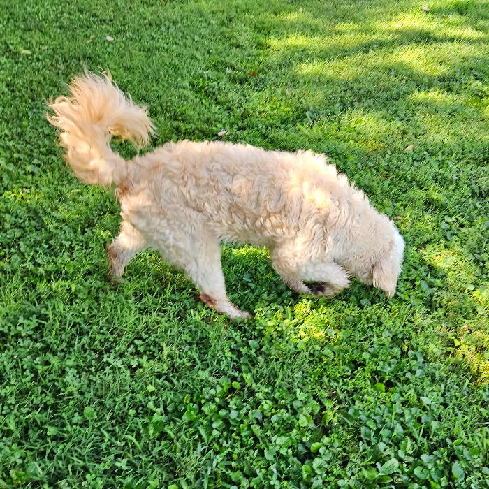 Enlarge Nova #6931, a Adoptable mixed breed in Louisville, KY image 6/6