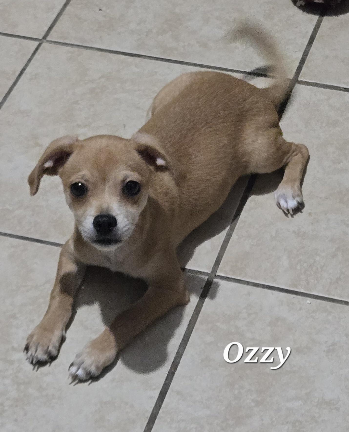 Ozzy, Adopted, Puppy Male Chiweenie & Chihuahua.