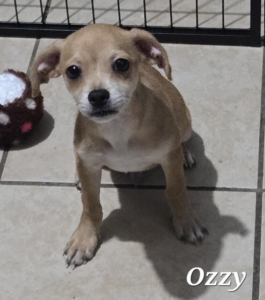 Enlarge Ozzy, a Adopted mixed breed in Gainesville , VA image 2/3