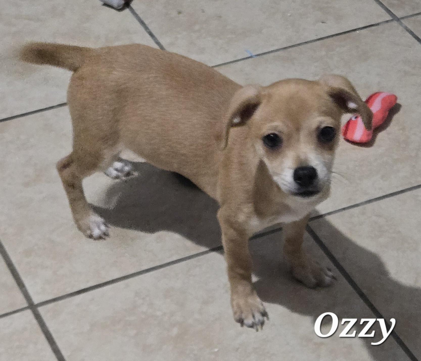 Enlarge Ozzy, a Adopted mixed breed in Gainesville , VA image 3/3