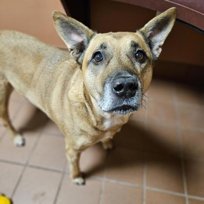 Jasper, Adoptable, Senior Male Black Mouth Cur & Mixed Breed.