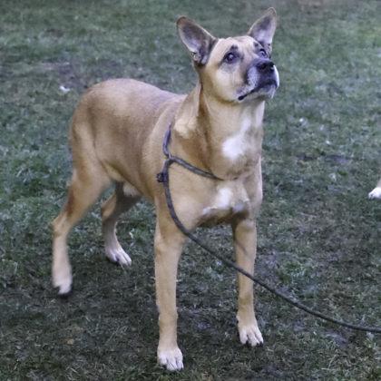 Enlarge Jasper, a Adoptable mixed breed in Madison, WI image 2/3