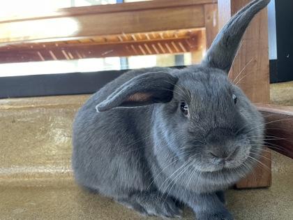 Sunny, Adoptable, Adult Female Lionhead & American Fuzzy Lop.