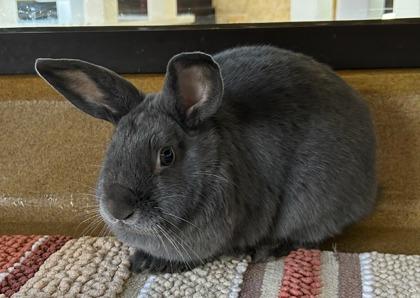 Enlarge Sunny, a Adoptable mixed breed in Lewisville, TX image 2/3