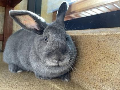 Enlarge Sunny, a Adoptable mixed breed in Lewisville, TX image 3/3