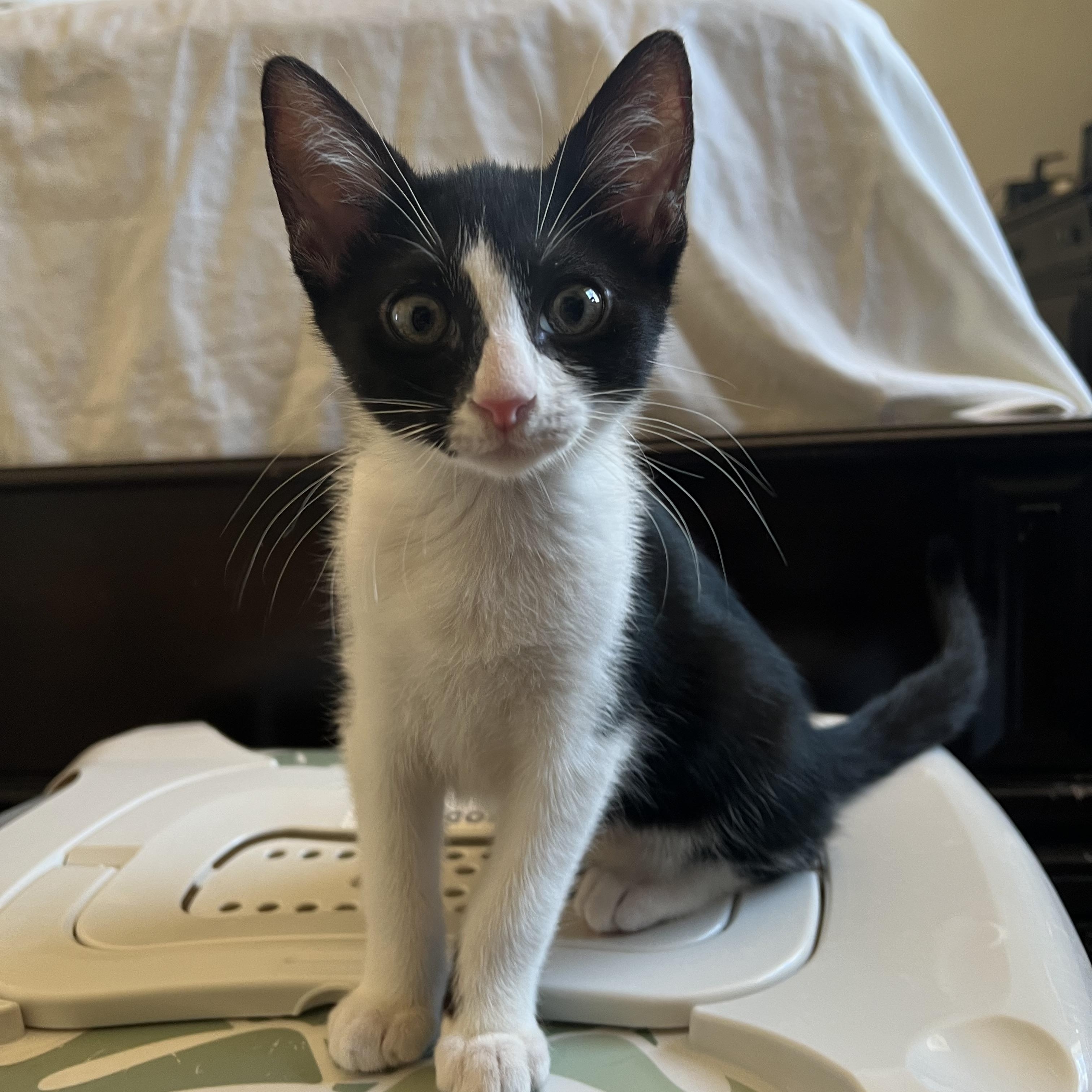 Wednesday, Baby Female Tuxedo