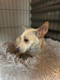 Enlarge Bambi, a Adopted mixed breed in Nashville, IL image 3/6