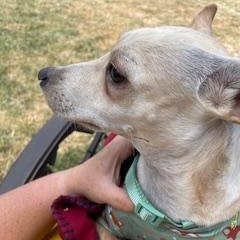 Enlarge Bambi, a Adopted mixed breed in Nashville, IL image 5/6