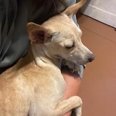 Enlarge Bambi, a Adopted mixed breed in Nashville, IL image 1/6