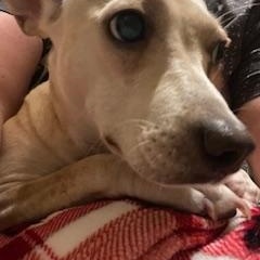 Enlarge Bambi, a Adopted mixed breed in Nashville, IL image 2/6