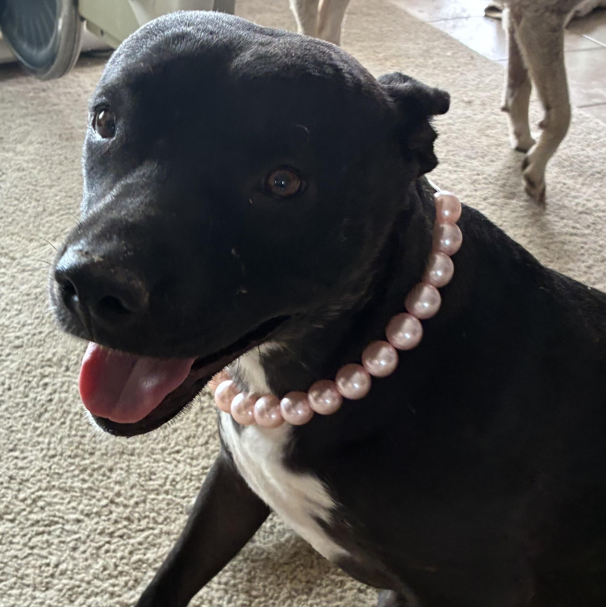 Enlarge Bat Girl, a Adoptable mixed breed in Palm desert, CA image 1/4