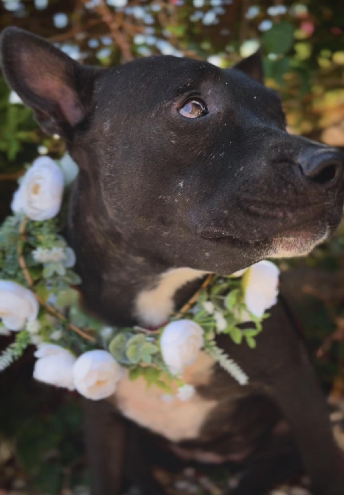 Enlarge Bat Girl, a Adoptable mixed breed in Palm desert, CA image 2/4