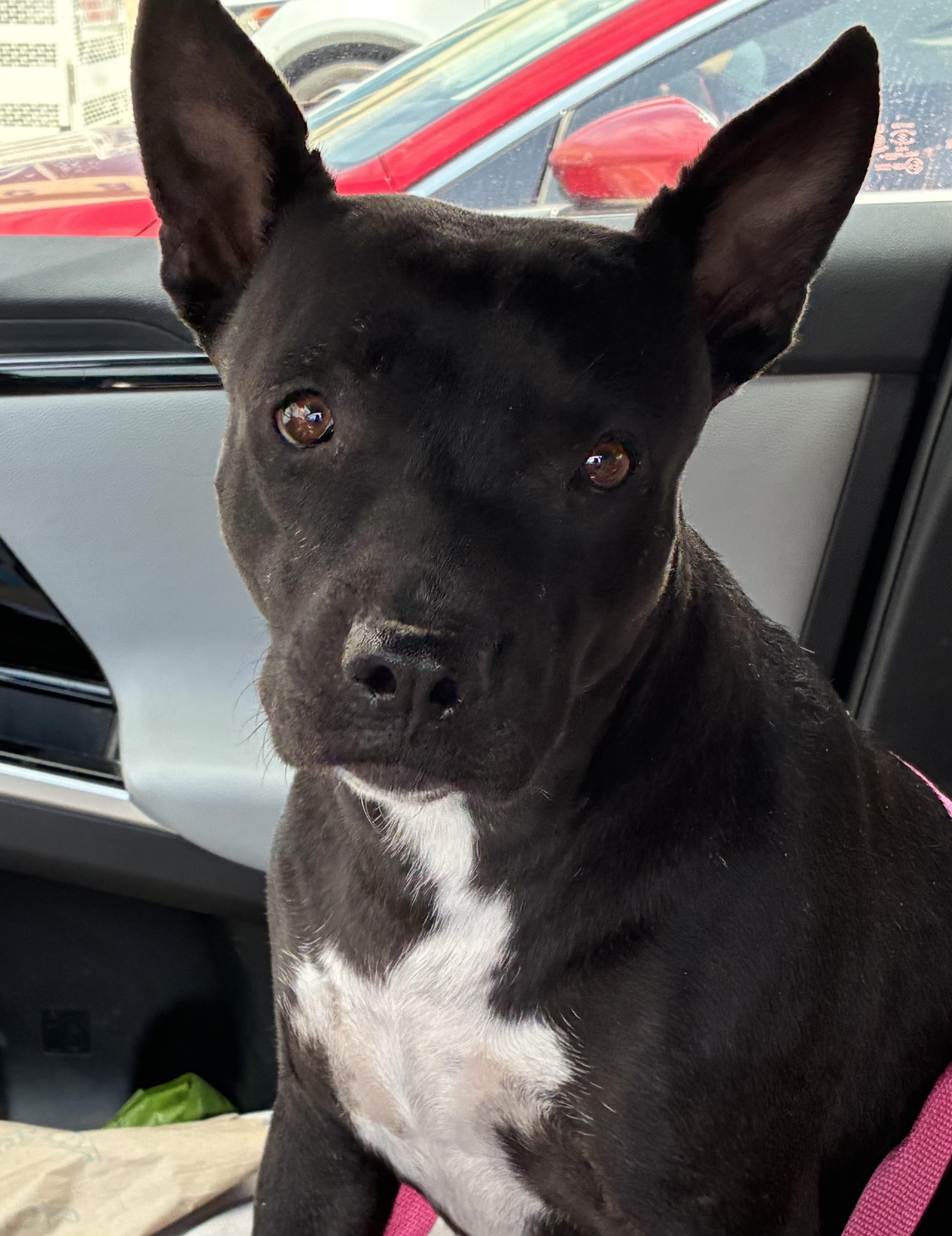 Enlarge Bat Girl, a Adoptable mixed breed in Palm desert, CA image 3/4