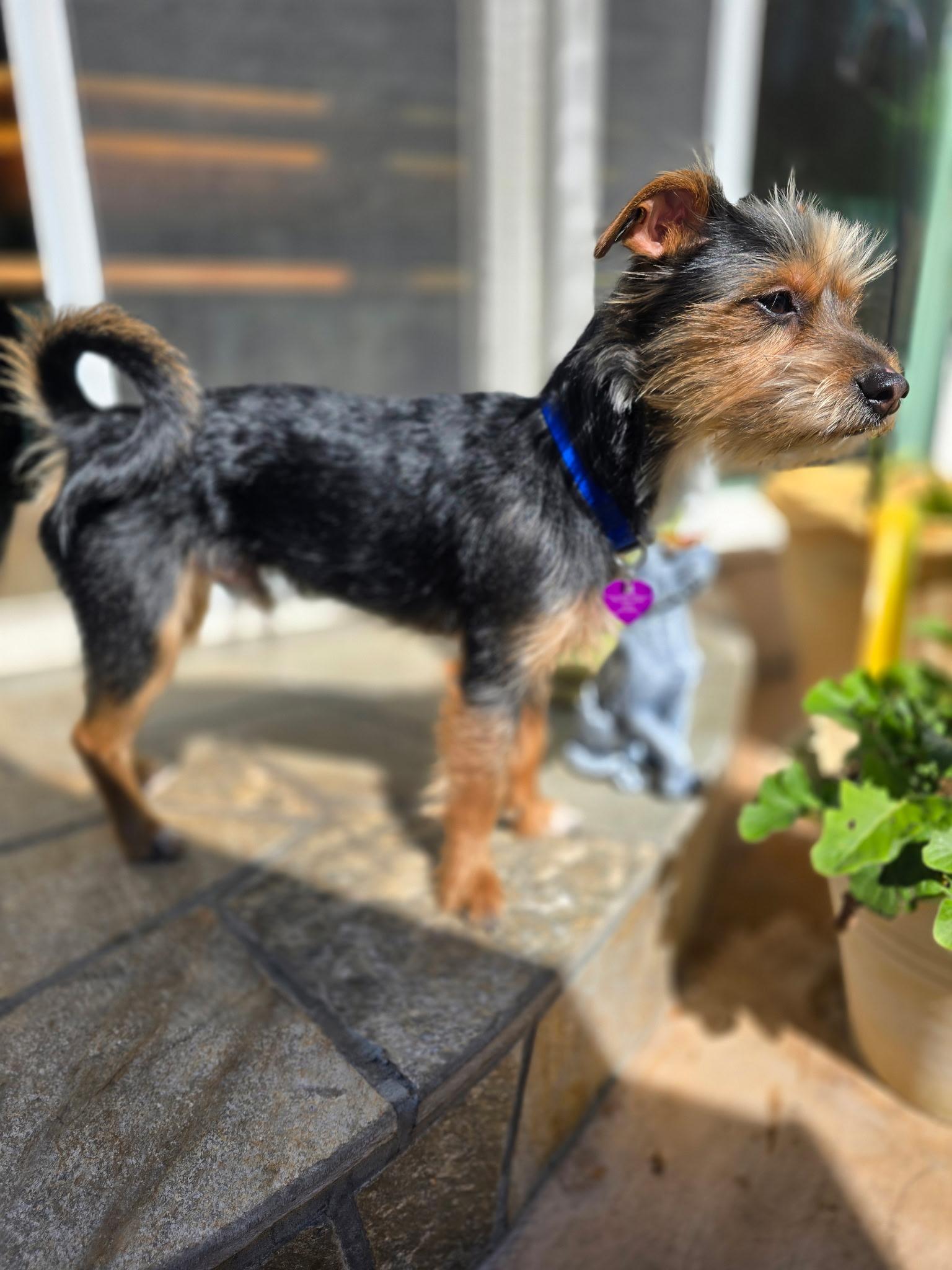 Enlarge Buster Brown, an adopted mixed breed in Covina, CA image 2/3