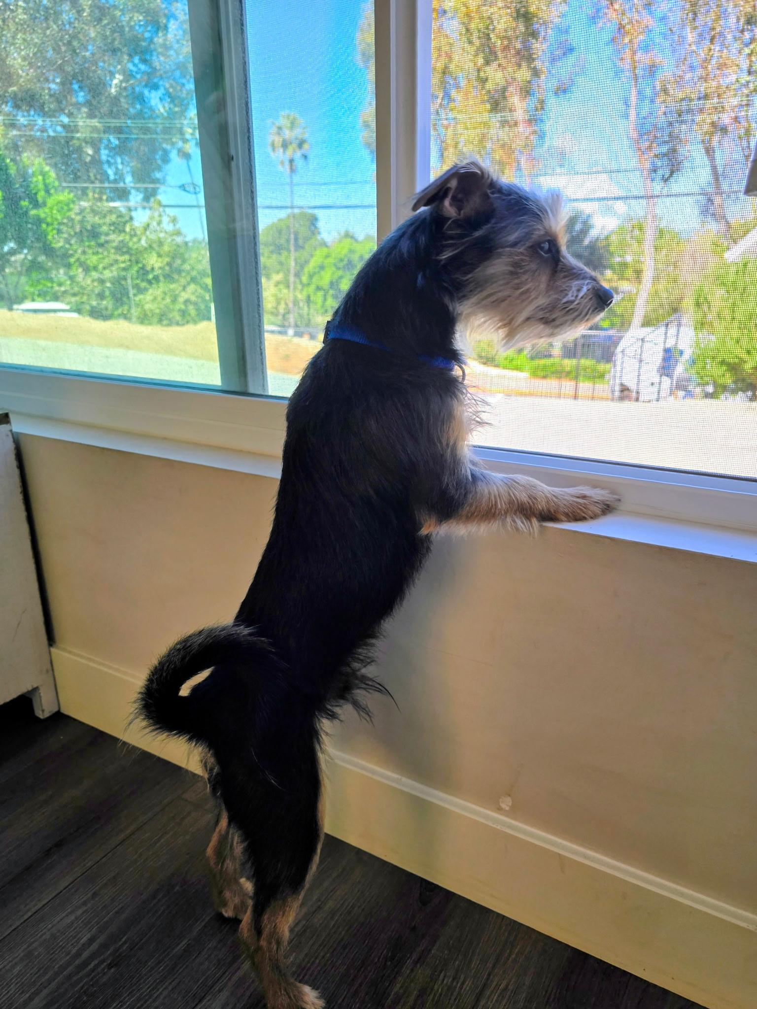 Enlarge Buster Brown, an adopted mixed breed in Covina, CA image 3/3