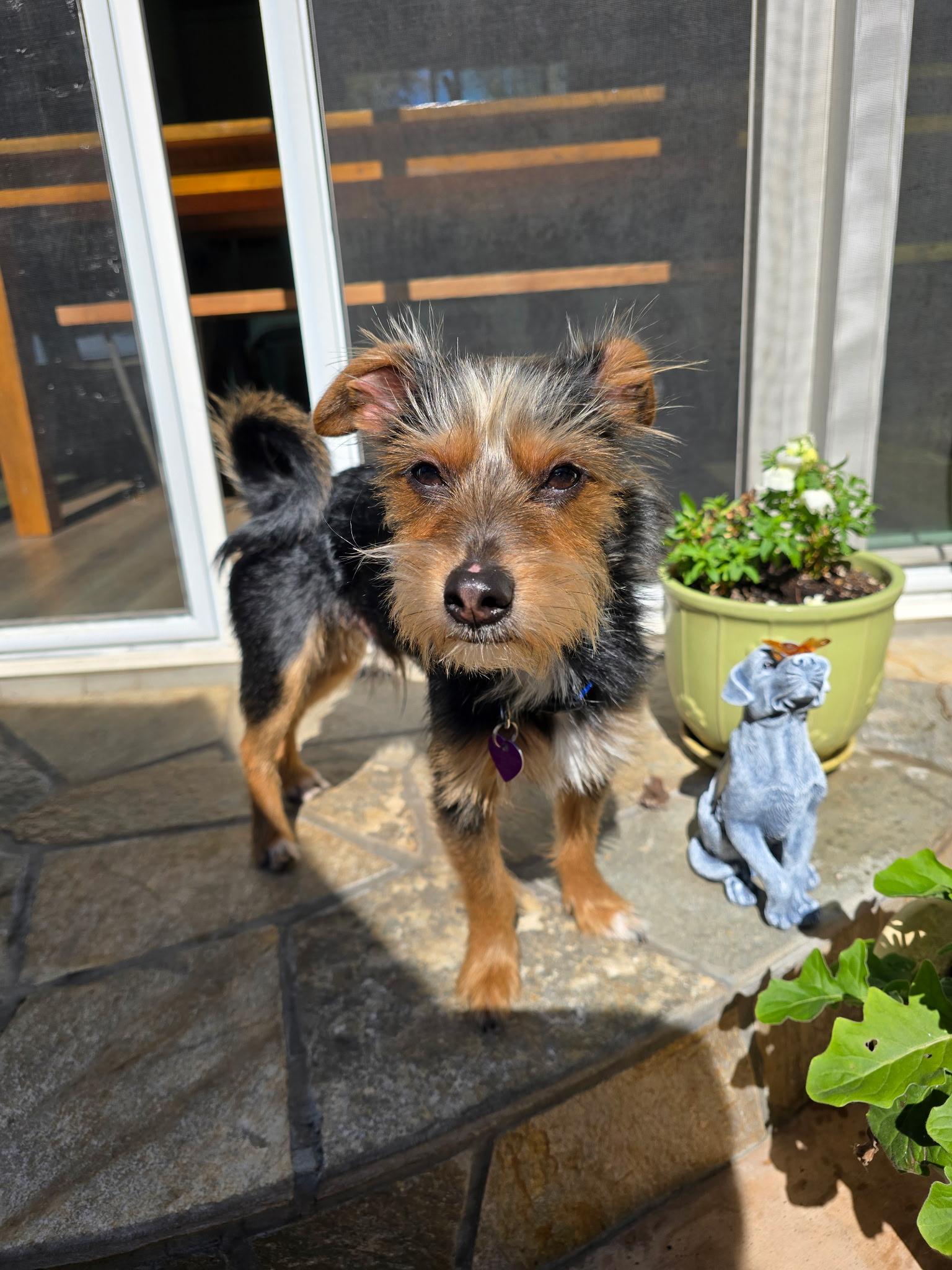 Enlarge Buster Brown, an adopted mixed breed in Covina, CA image 1/3