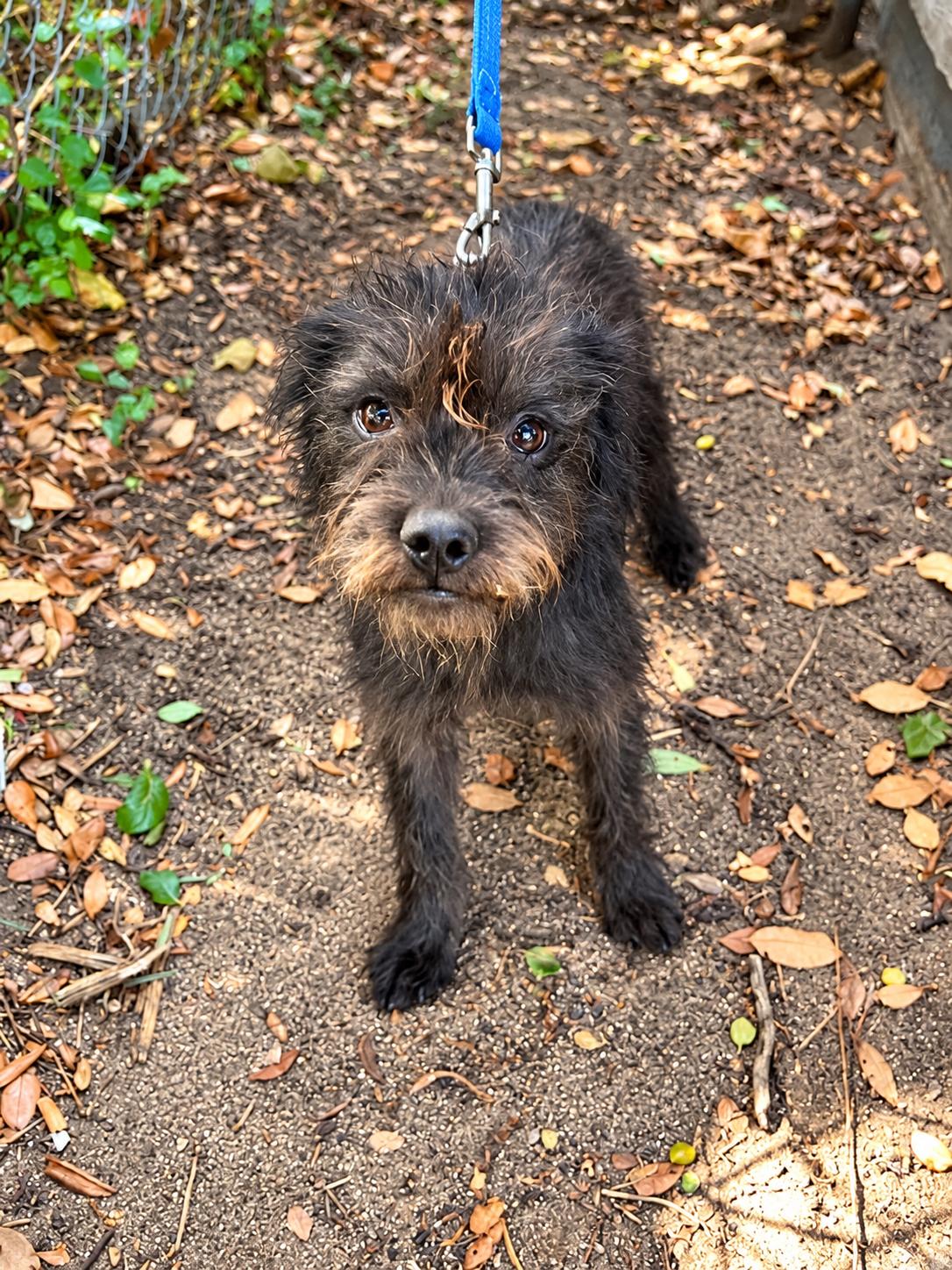 Enlarge Raja, a Adoptable mixed breed in Portland, ME image 1/1