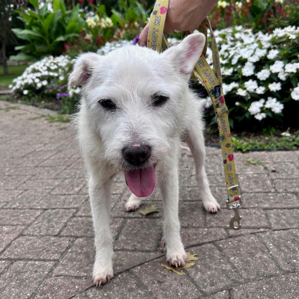 Sawyer, Adoptable, Senior Male Wirehaired Terrier.
