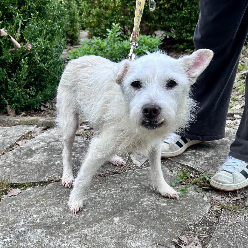Enlarge Sawyer, a Adoptable Wirehaired Terrier in South Elgin, IL image 2/4