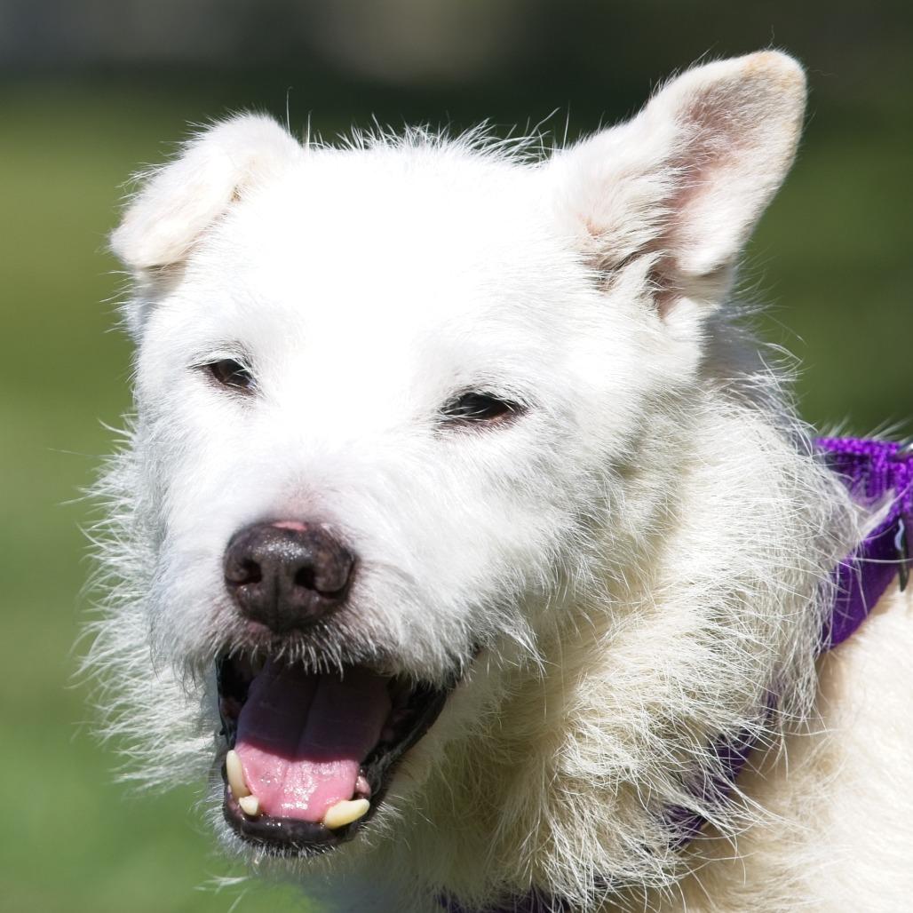 Enlarge Sawyer, a Adoptable Wirehaired Terrier in South Elgin, IL image 3/4
